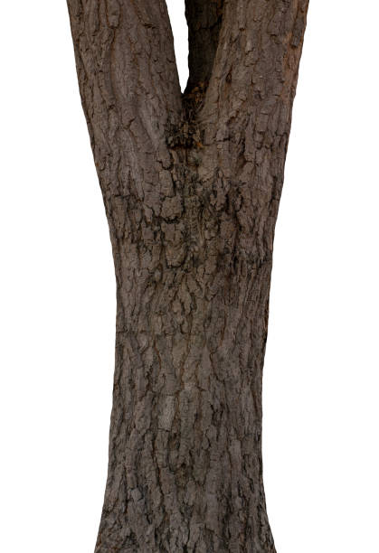istock Trunk of a tree Isolated On White Background 1153432474