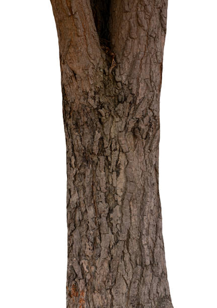istock Trunk of a tree Isolated On White Background 1153432498