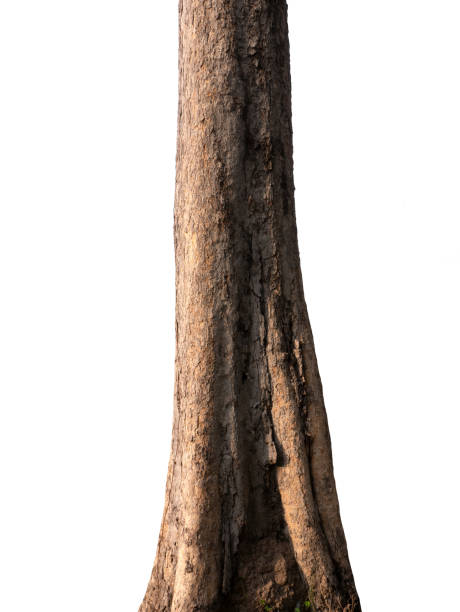 istock Trunk of a tree Isolated On White Background 1153432501