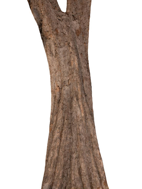 istock Trunk of a tree Isolated On White Background 1153432502