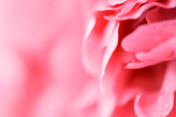 istock Pink tender peonies close up 1153433252