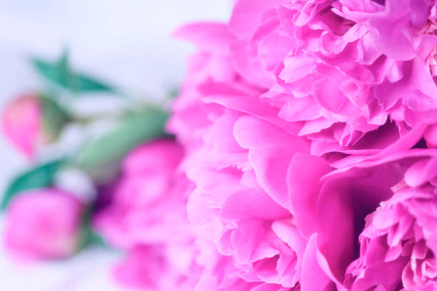 istock Pink tender peonies close up 1153433254