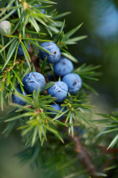 Close-Up Of Juniper Berries Growing On Tree stock photo