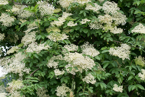 Sambucus nigra, elderberry, black elder spring  white flowers