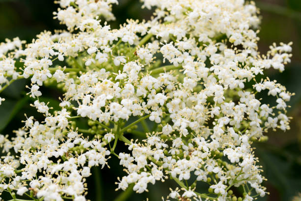 istock Sambucus nigra, elderberry, black elder white flowers 1153433370