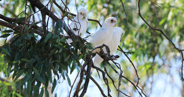 istock Long-billed Corella, Cacatua tenuirostris, resting 1153433418