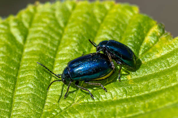 istock Couple of blue shiny beetles mating on a leaf 1153433677