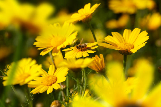 istock close up honeybee busy on yellow daisy flower 1153433726