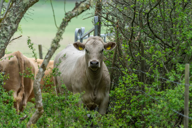 istock Large pale cow standing in lush green foliage 1153433761