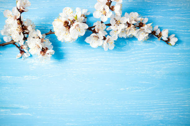 istock Beautiful floral spring abstract background with blooming flowers. White spring cherry blossom on blue rustic wooden table. Mothers Day concept 1153433930