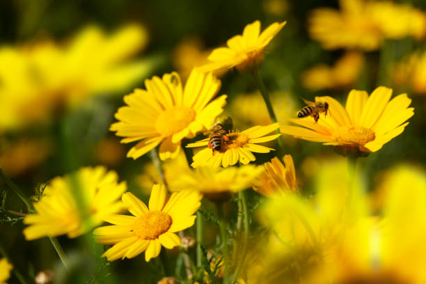istock close up honeybee busy on yellow daisy flower 1153434252