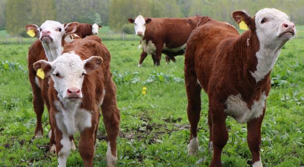 Little Red With White Faced Calves In The Field With Cows Stock Photo - Download Image Now - iStock