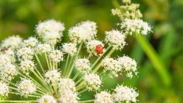 istock Beautiful summer background, banner with ladybugs on white wildflowers - macro. 1153435360