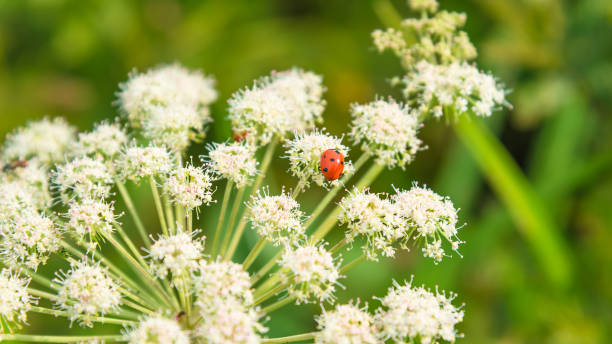 Beautiful summer background, banner with ladybugs on white wildflowers - macro. Beautiful summer background, banner with ladybugs on white wildflowers. Summer meadow with flowers and insects - macro. carum carvi stock pictures, royalty-free photos & images