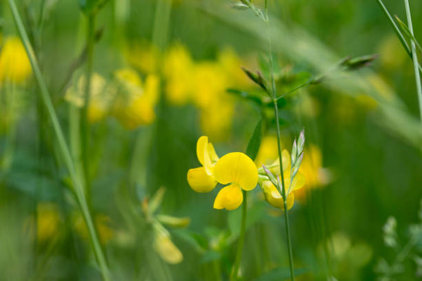 istock Lotus corniculatus yellow flowers macro 1153435459
