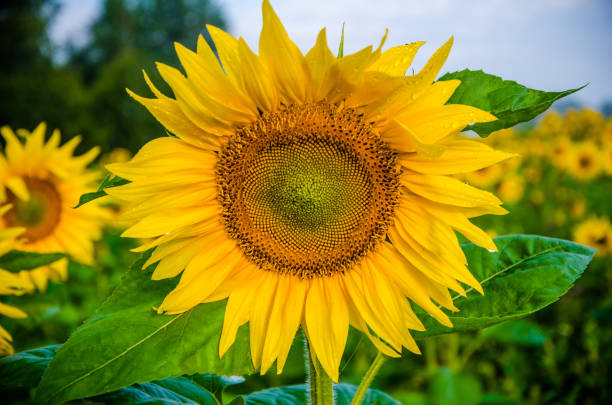 istock nice and warm in summer field with blooming sunflower blossoms. 1153435736