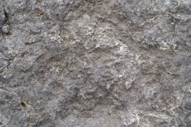 natural gray stone texture with plant parts