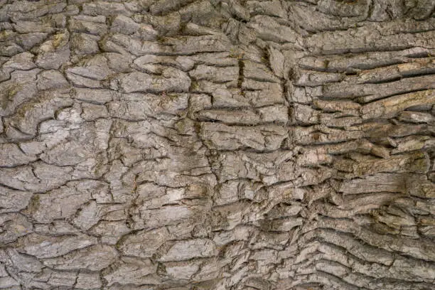 oak bark dark gray natural texture