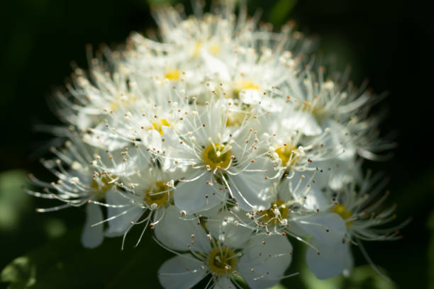 istock Blooming bush of spirea. Spring time. Spirea blossom 1153437073