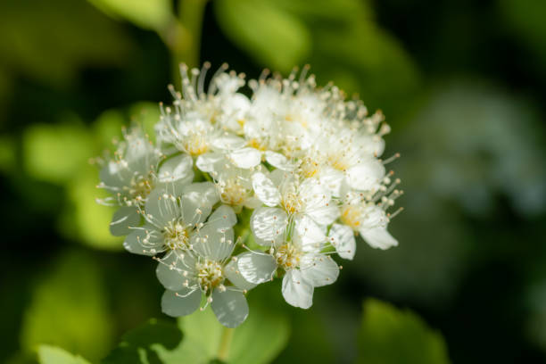 istock Blooming bush of spirea. Spring time. Spirea blossom 1153437141