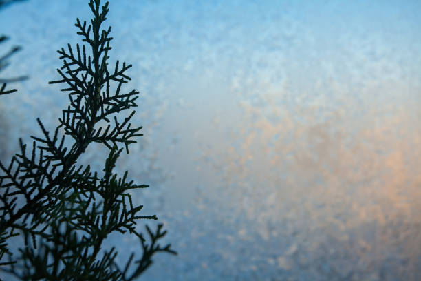 beautiful winter texture patterns of frost on the window