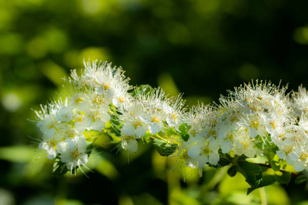 istock Blooming bush of spirea. Spring time. Spirea blossom 1153437921