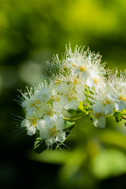 istock Blooming bush of spirea. Spring time. Spirea blossom 1153437980