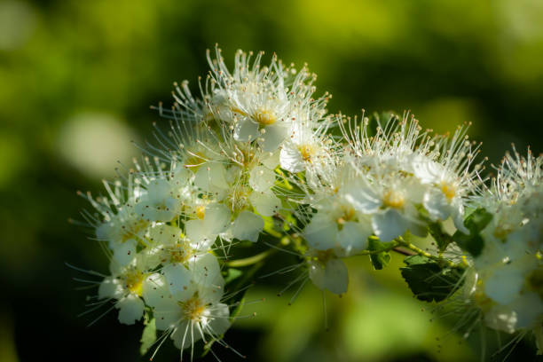 istock Blooming bush of spirea. Spring time. Spirea blossom 1153438017