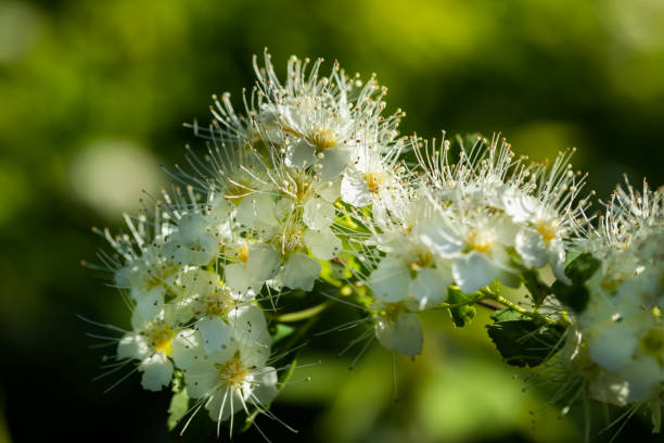 istock Blooming bush of spirea. Spring time. Spirea blossom 1153438087