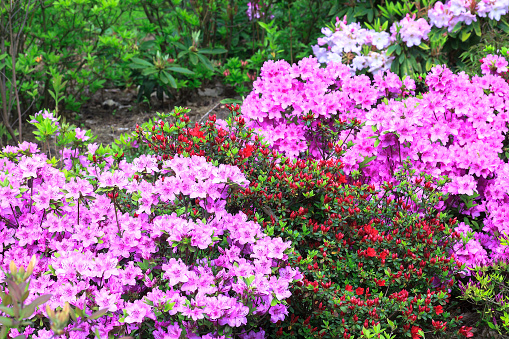 Stock photo showing close-up view of some multi-coloured bougainvillea at a garden centre, being sold with roots potted in black plastic. These exotic bougainvillea flowers and colourful bracts are popular in the garden, often being grown as summer climbing plants / ornamental vines or flowering houseplants, in tropical hanging baskets or as patio pot plants.