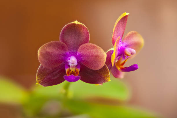 Beautiful rare orchid in a pot on a blurred background