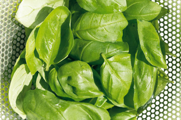 istock Fresh green leaf basil,made in japan 1153439910