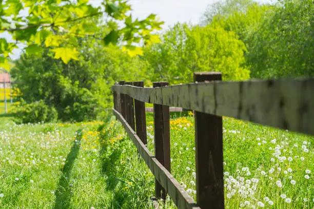 wooden fence in spring garden with white and yellow dandelions, sunny day shot