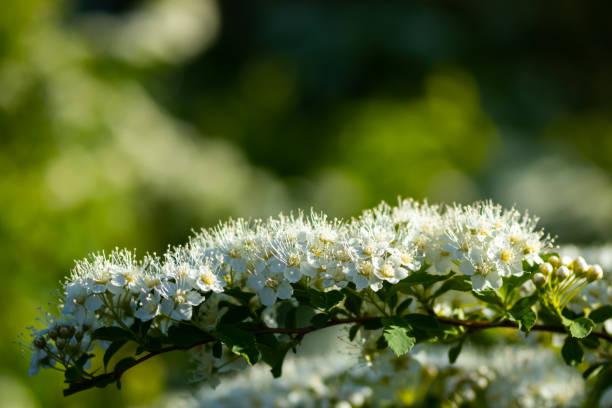 istock Blooming bush of spirea. Spring time. Spirea blossom 1153440031