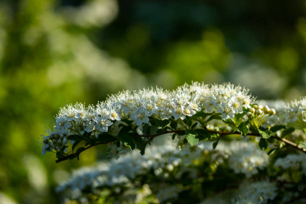 istock Blooming bush of spirea. Spring time. Spirea blossom 1153440074