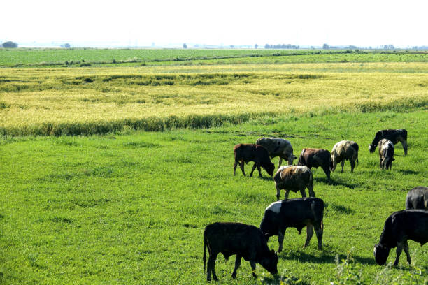Cow herd eating grass on countryside landscape in sunny day