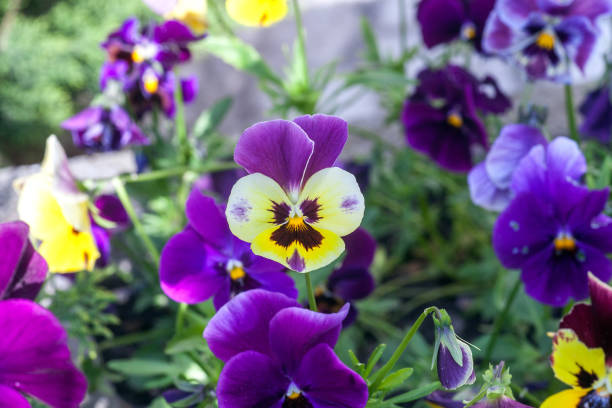 Purple Pansies flowers growing in spring garden Purple Pansies flowers growing in spring garden. Colorful Viola tricolor blooming viola tricolor stock pictures, royalty-free photos & images