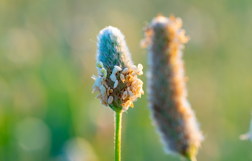 Plantago ovata (known as blond plantain, desert Indian wheat (इसबगोल) , blond psyllium) is a medicinal plant native to Western Asia and Southern Asia.