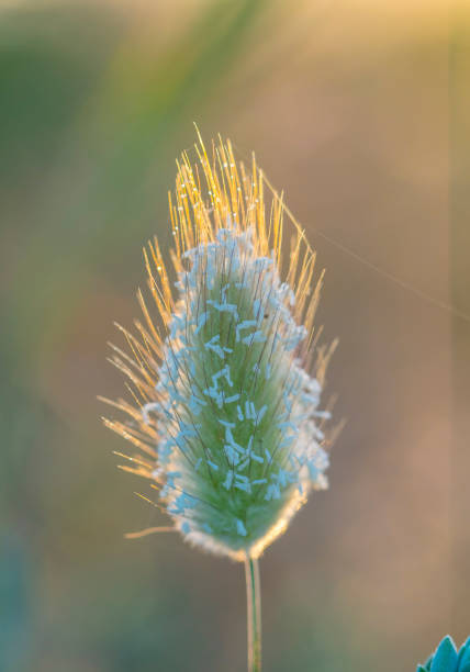 istock Lagurus ovatus in bloom - Springtime, Castelldefels 1153440522