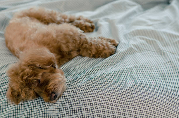 istock An adorable young brown Poodle dog sleeping alone on the messy bed. 1153441635