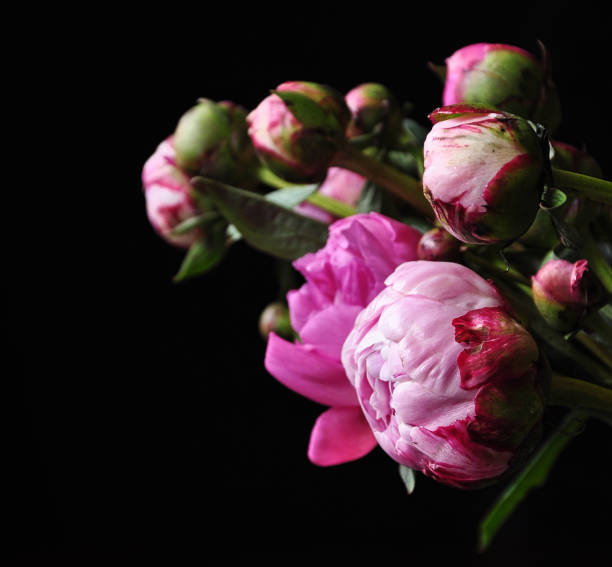 istock Pink peonies over black background 1153442412