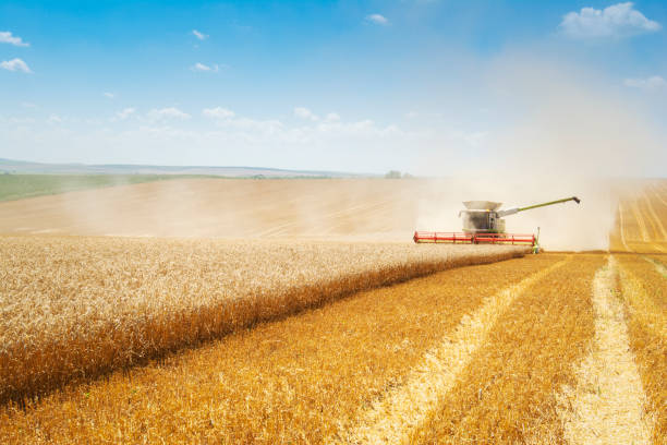 istock Combine harvester on field. 1153443510