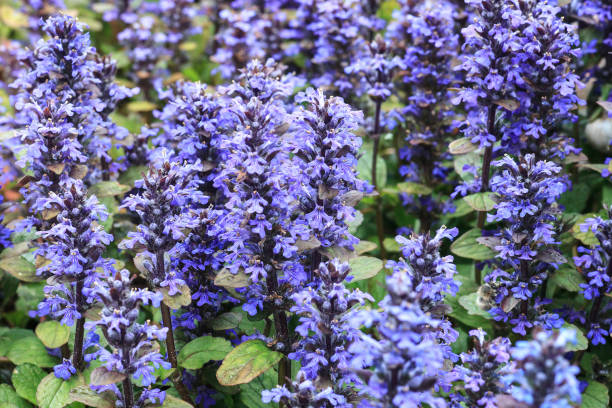 ajuga reptans o flores de bugle azul que crecen en el jardín de primavera - ajuga fotografías e imágenes de stock