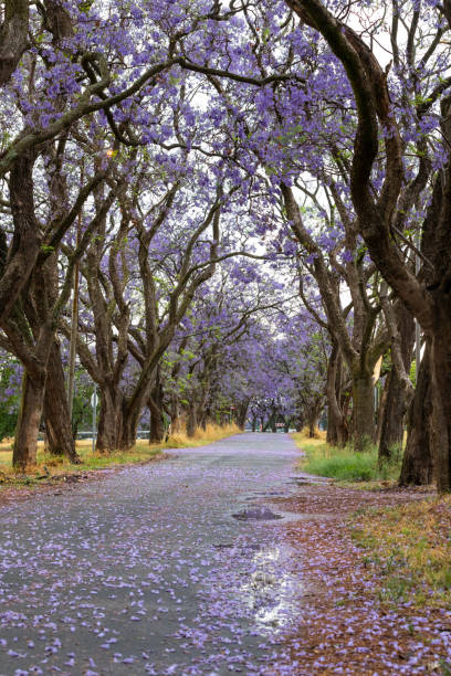 istock Jacaranda flowers on the trees and in the road 1153443654
