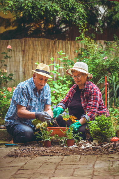 A senior couple take care about the flower A senior couple take care about the flower in the garden the farmer and his wife pictures stock pictures, royalty-free photos & images