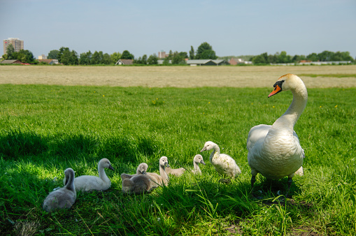 Swan family with chicks in the Dutch water land