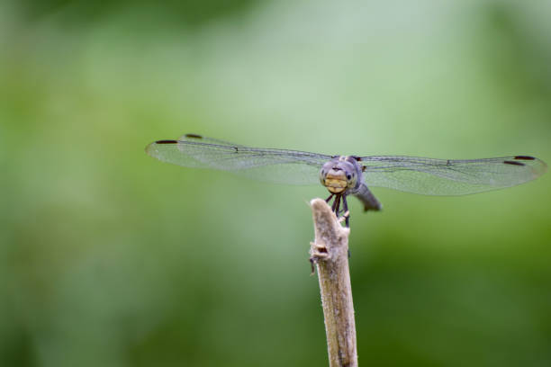 istock Dragonflies have black wings on the branches. 1153445436