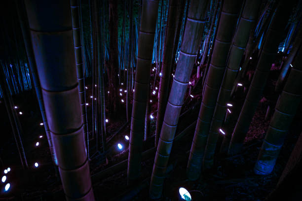 illuminazione di piccolo diametro del boschetto di bambù (piccola scrivania castello foresta di cittadini) - 13451 foto e immagini stock