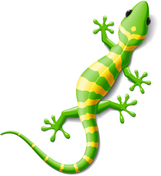 Gecko Vector illustration of a gecko. No Mesh tool. salamander stock illustrations