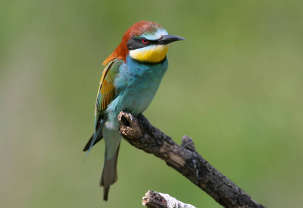 istock Various beauties bee-eaters 1153446905
